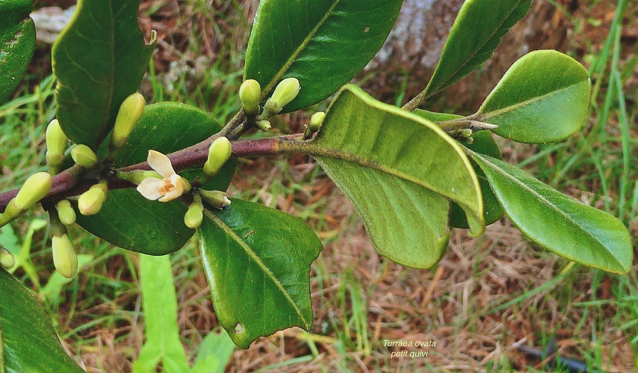 Turraea ovata  Bois  de  quivi .petit quivi .meliaceae.endémique Réunion Maurice. (5).jpeg