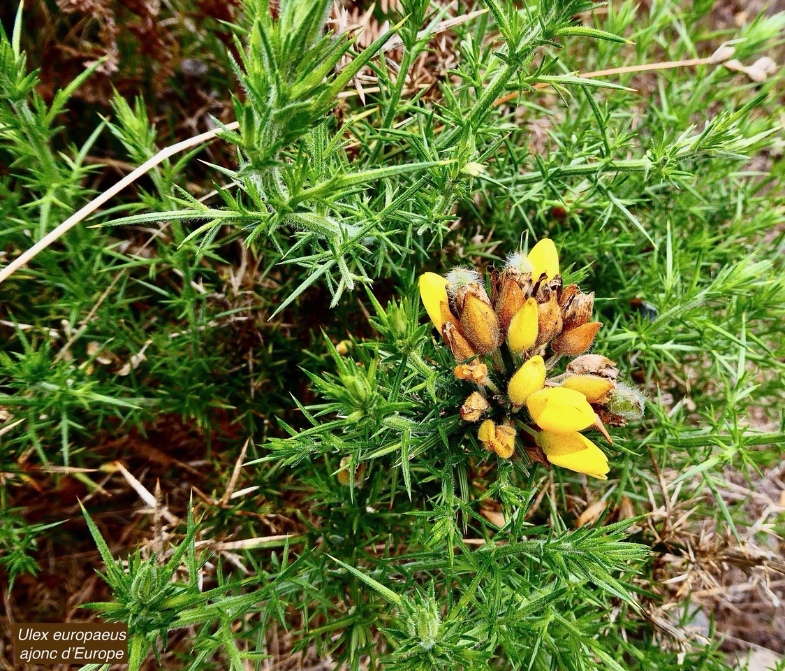 Ulex europaeus.genêt.ajonc d’Europe.fabaceae.amphinaturalisé.très envahissant..jpeg