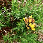 Ulex europaeus.genêt.ajonc d’Europe.fabaceae.amphinaturalisé.très envahissant..jpeg