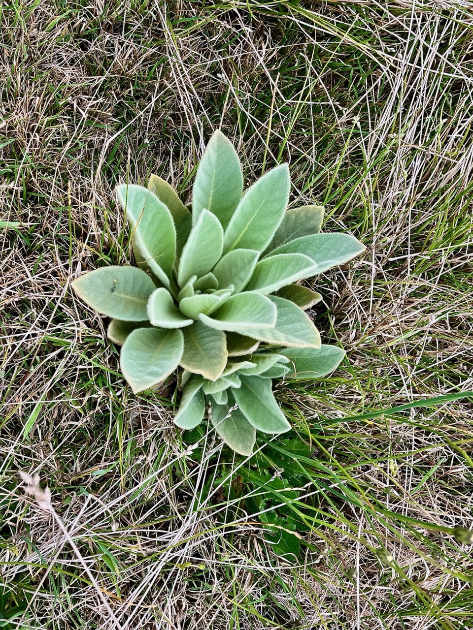 Verbascum thapsus.molène.bouillon blanc.scrophulariaceae.espèce envahissante.j _.jpeg