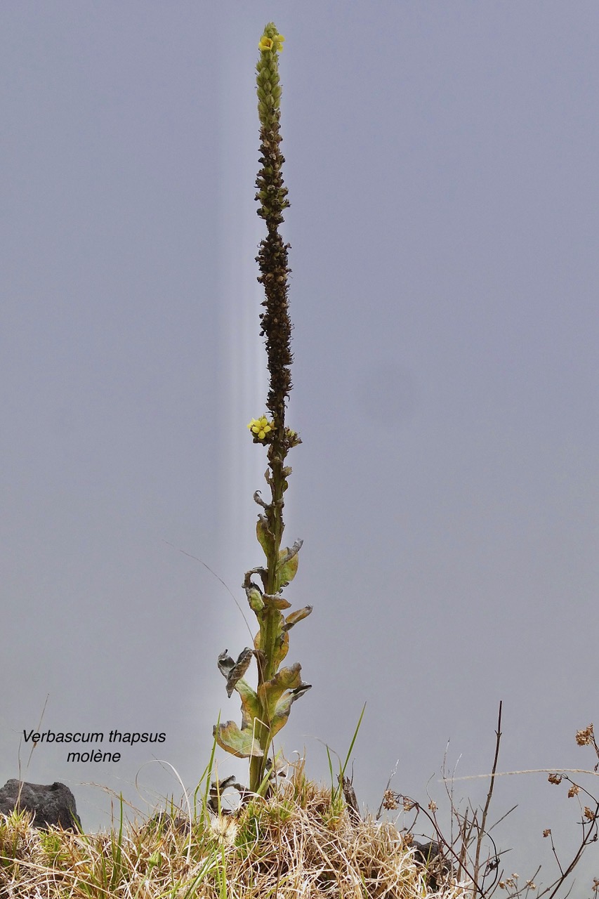 Verbascum thapsus.molène.bouillon blanc.scrophulariaceae.espèce envahissante.jpeg