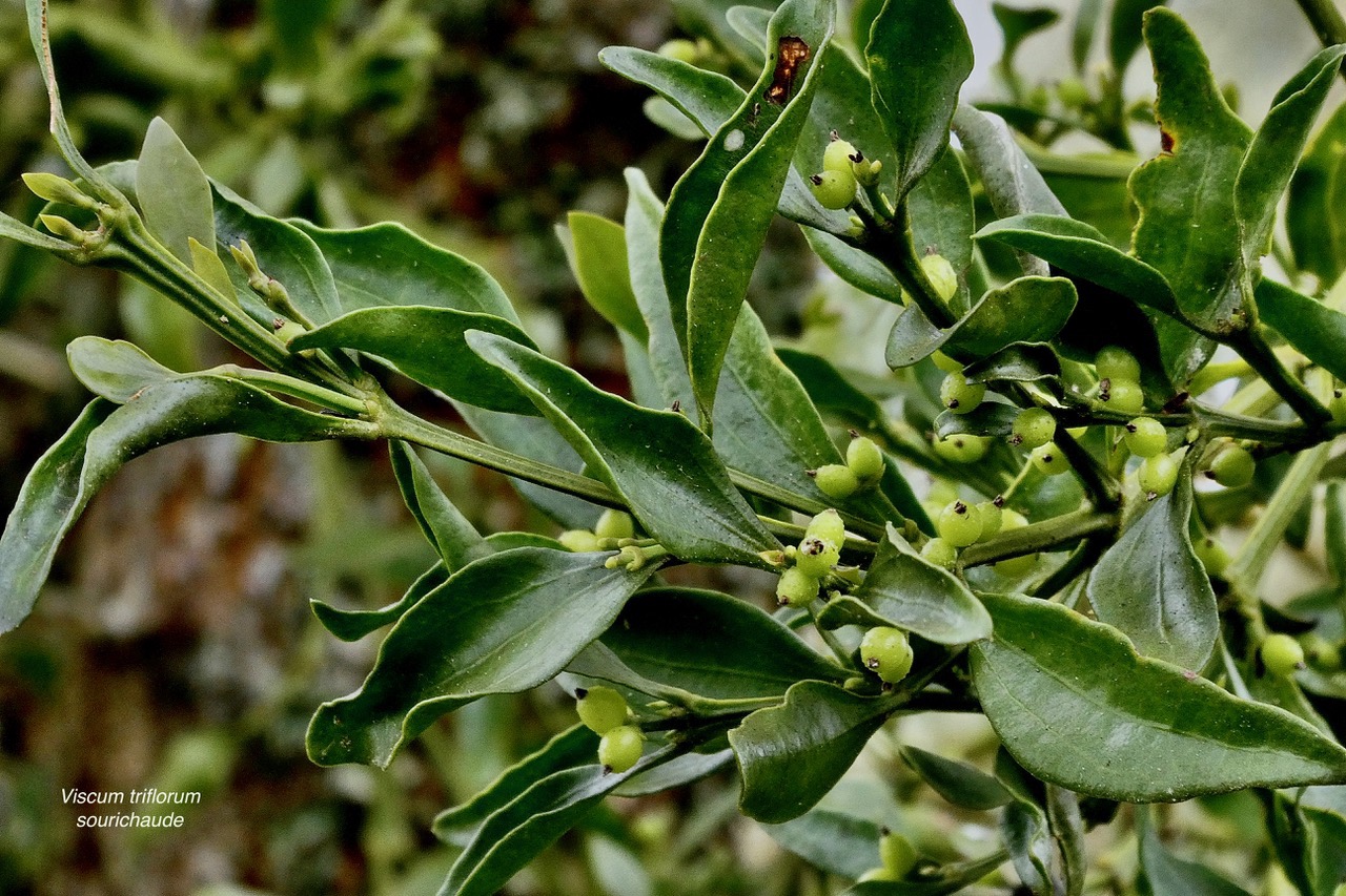 Viscum triflorum . sourichaude.santalaceae. indigène Réunion. (1).jpeg