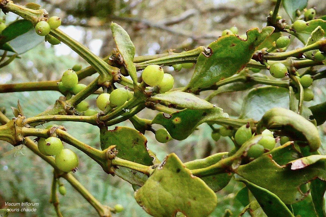 Viscum triflorum . sourichaude.santalaceae. indigène Réunion. (2).jpeg