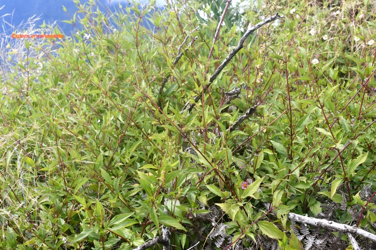 Ageratina riparia Jouvence Asteraceae E.jpeg