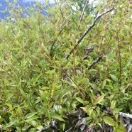 Ageratina riparia Jouvence Asteraceae E.jpeg