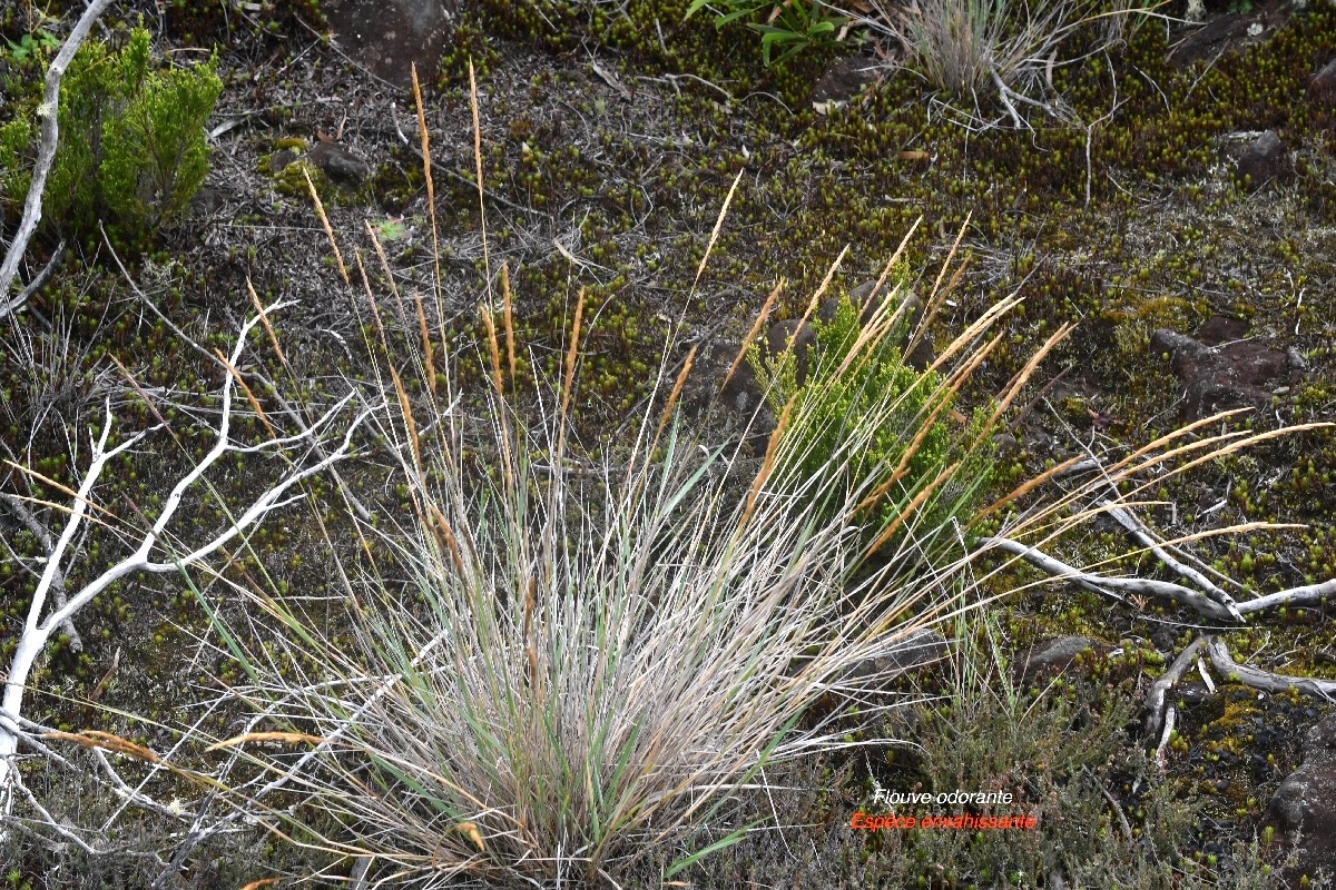 Anthoxanthum odoratum Flouve odorante Poaceae E.jpeg