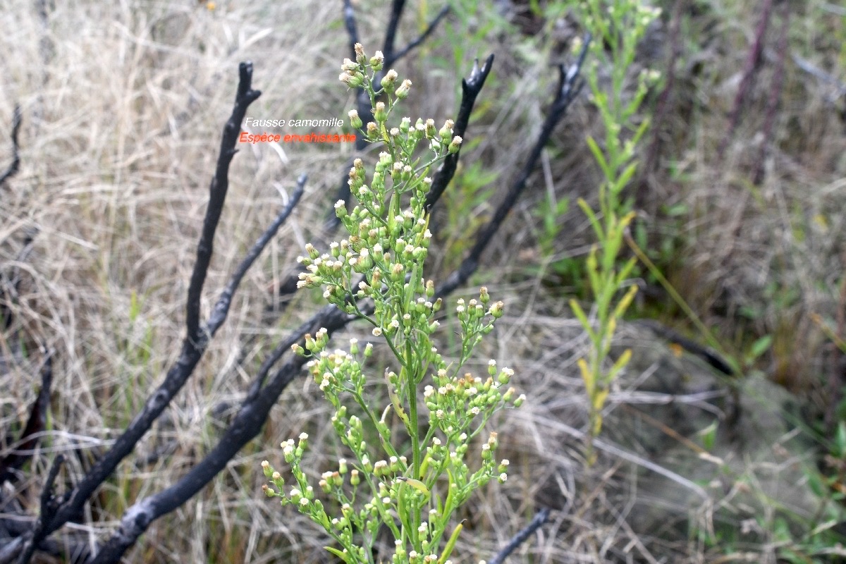 Conysa canadensis Fausse camomille Asteraceae E.jpeg