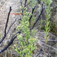 Conysa canadensis Fausse camomille Asteraceae E.jpeg