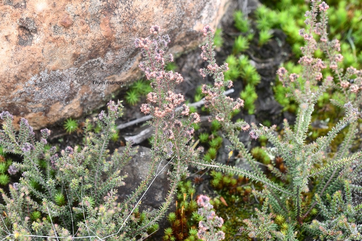 Erica galioides Thym marron Ericace ae Endémique La Réunion 8433.jpeg