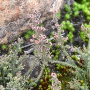 Erica galioides Thym marron Ericace ae Endémique La Réunion 8433.jpeg