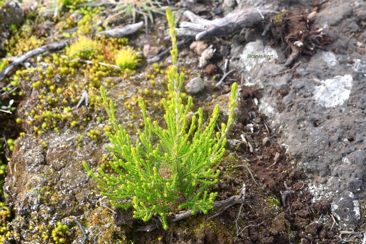 Erica reunionensis Branle vert Erica ceae Endémique La Réunion 8428.jpeg