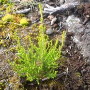 Erica reunionensis Branle vert Erica ceae Endémique La Réunion 8428.jpeg