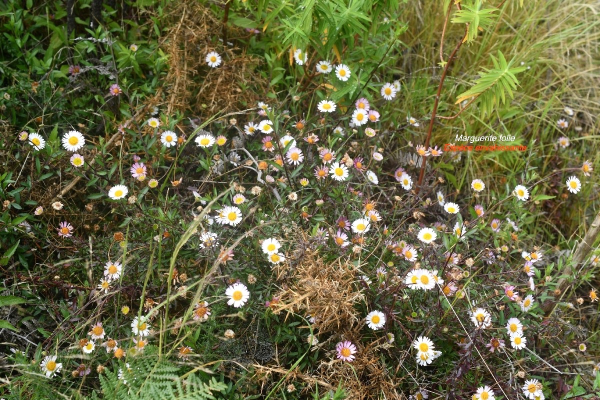 Erigeron Karvinskianus Marguerite folle Asteraceae E.jpeg