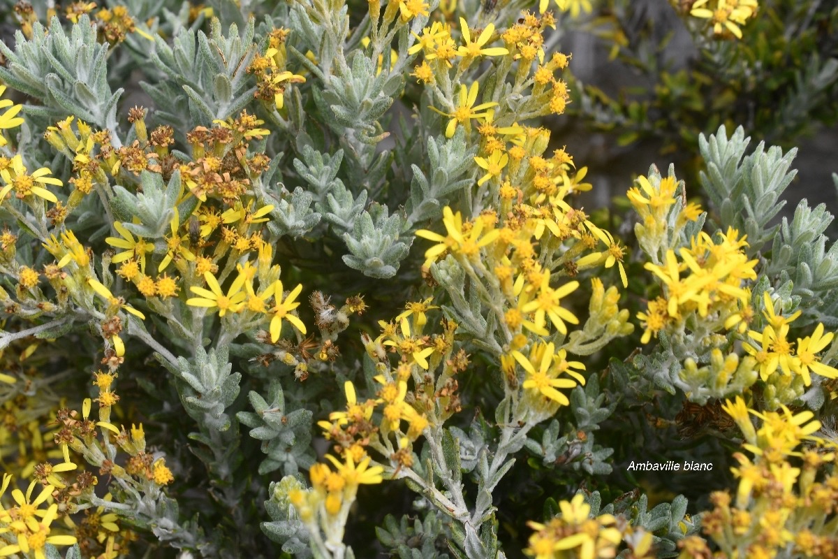 Hubertia tomentosa Ambaville blanc Aste raceae Endémique La Réunion 8504.jpeg