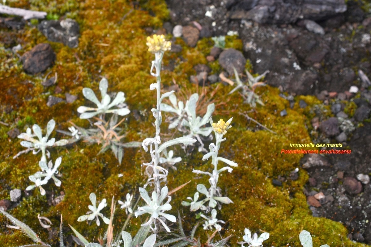 Laphangium luteoalbum Immortelle des marais Asteraceae Potentiellement envahissante 8422.jpeg