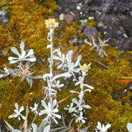 Laphangium luteoalbum Immortelle des marais Asteraceae Potentiellement envahissante 8422.jpeg