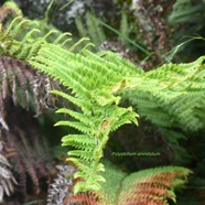 Polystichum ammifolium Dryopteridaceae Ende?mi que La Re?union, Maurice, Madagascar 8491.jpeg