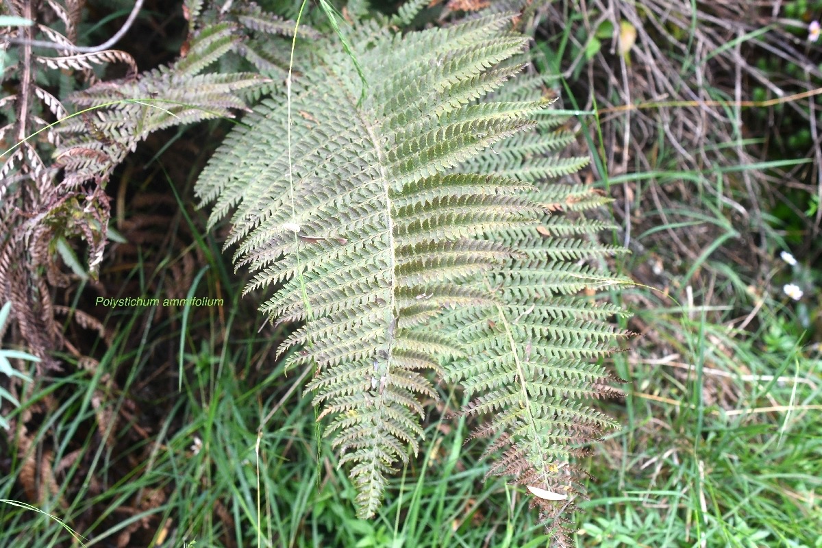 Polystichum ammifolium Dryopteridaceae Ende?mi que La Re?union, Maurice, Madagascar 8493.jpeg