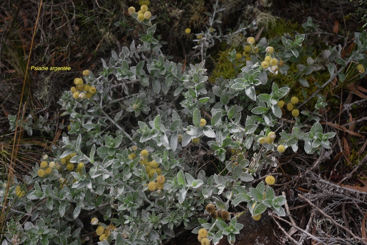 Psiadia argentea Psiadie argente?e Aste raceae Endémique La Réunion 8500.jpeg