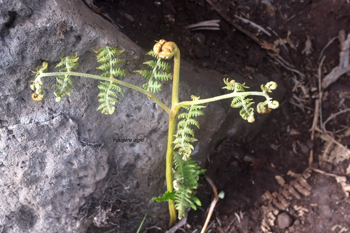 Pteridium aquilinum Fouge?re aigle Dennst aedtiaceae Indigène La Réunion 8447.jpeg