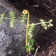 Pteridium aquilinum Fouge?re aigle Dennst aedtiaceae Indigène La Réunion 8447.jpeg