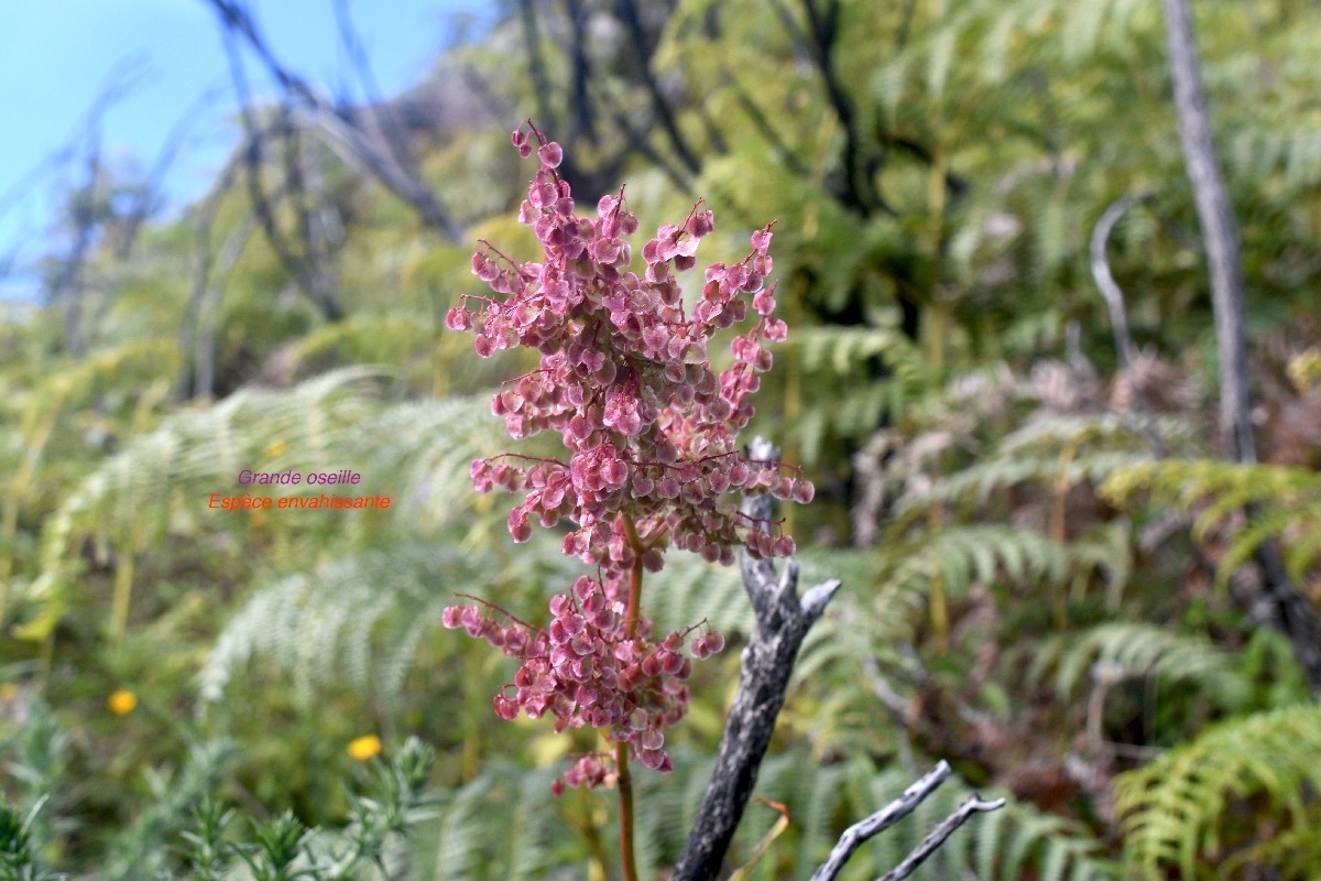 Rumex abyssinicus Grande oseille Polygonaceae E-1.jpeg