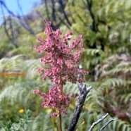 Rumex abyssinicus Grande oseille Polygonaceae E-1.jpeg