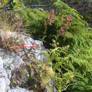 Rumex abyssinicus Grande oseille Polygonaceae E.jpeg