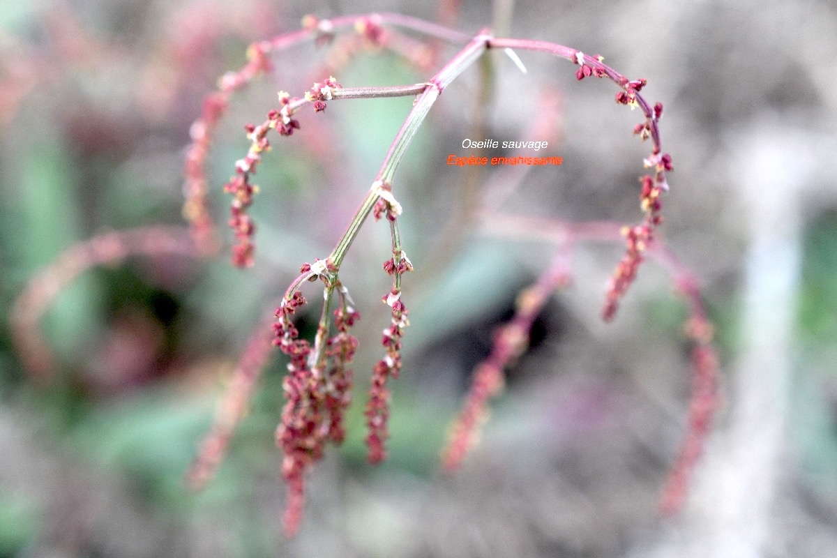 Rumex acetosella Oseille sauvage Polygonaceae E.jpeg