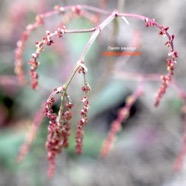 Rumex acetosella Oseille sauvage Polygonaceae E.jpeg