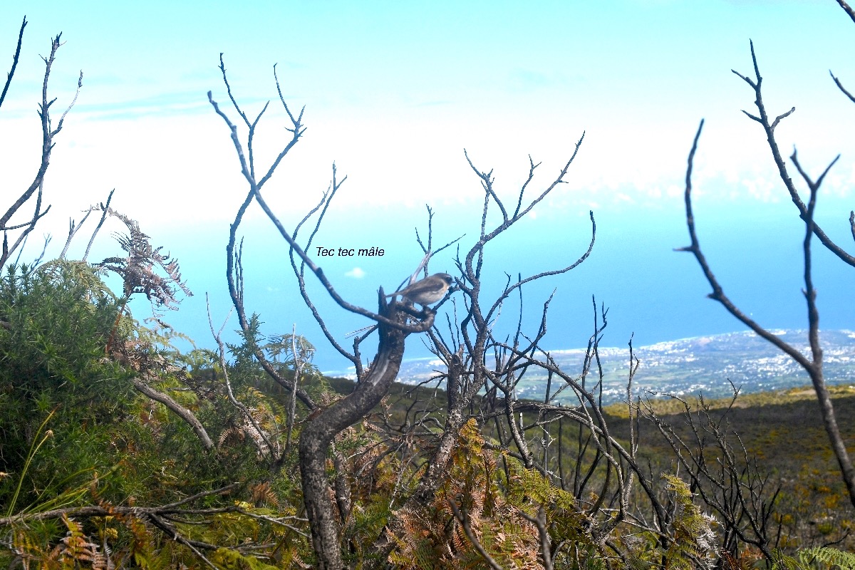 Saxicola tectes Tec tec Muscicapid ae Endémique La Réunion 8450.jpeg