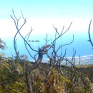 Saxicola tectes Tec tec Muscicapid ae Endémique La Réunion 8450.jpeg