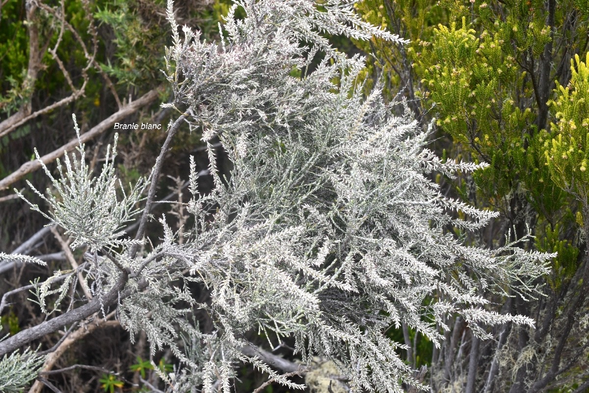 Stoebe passerinoides Branle blanc Aste raceae Endémique La Réunion 8477.jpeg