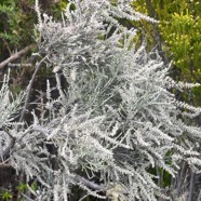 Stoebe passerinoides Branle blanc Aste raceae Endémique La Réunion 8477.jpeg