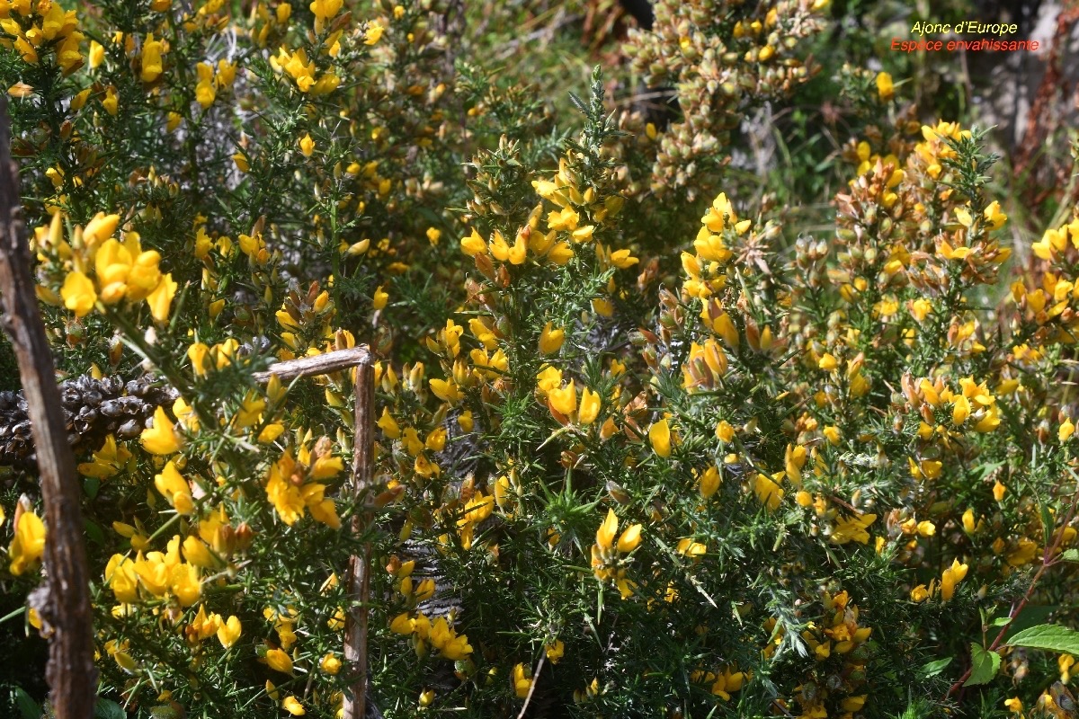 Ulex europaeus Ajonc d'Europe Fabaceae E.jpeg