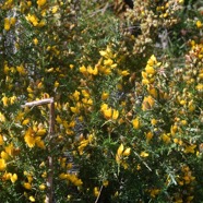 Ulex europaeus Ajonc d'Europe Fabaceae E.jpeg