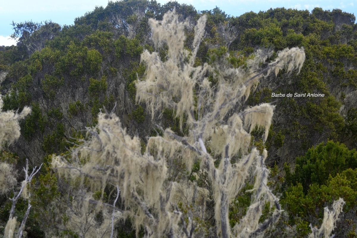 Usnea barbata Barbe de Saint Antoine Parmeliaceae 8480.jpeg