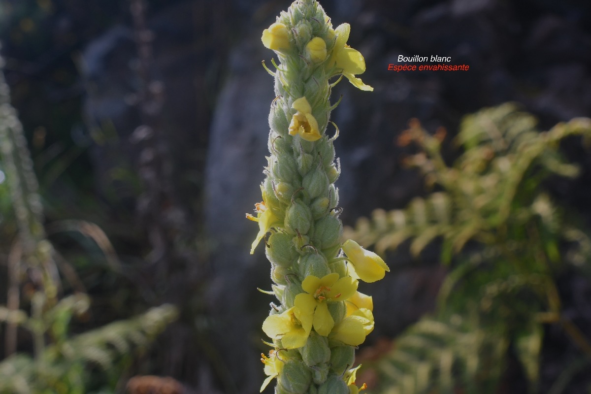 Verbascum thapsus Bouillon blanc Scrophulariaceae E.jpeg