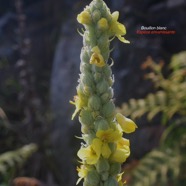 Verbascum thapsus Bouillon blanc Scrophulariaceae E.jpeg