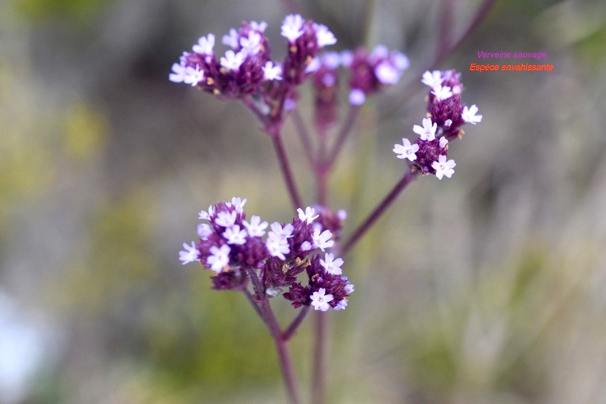 Verbena bonariensis Verveine sauvage Verbenaceae E.jpeg