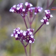 Verbena bonariensis Verveine sauvage Verbenaceae E.jpeg