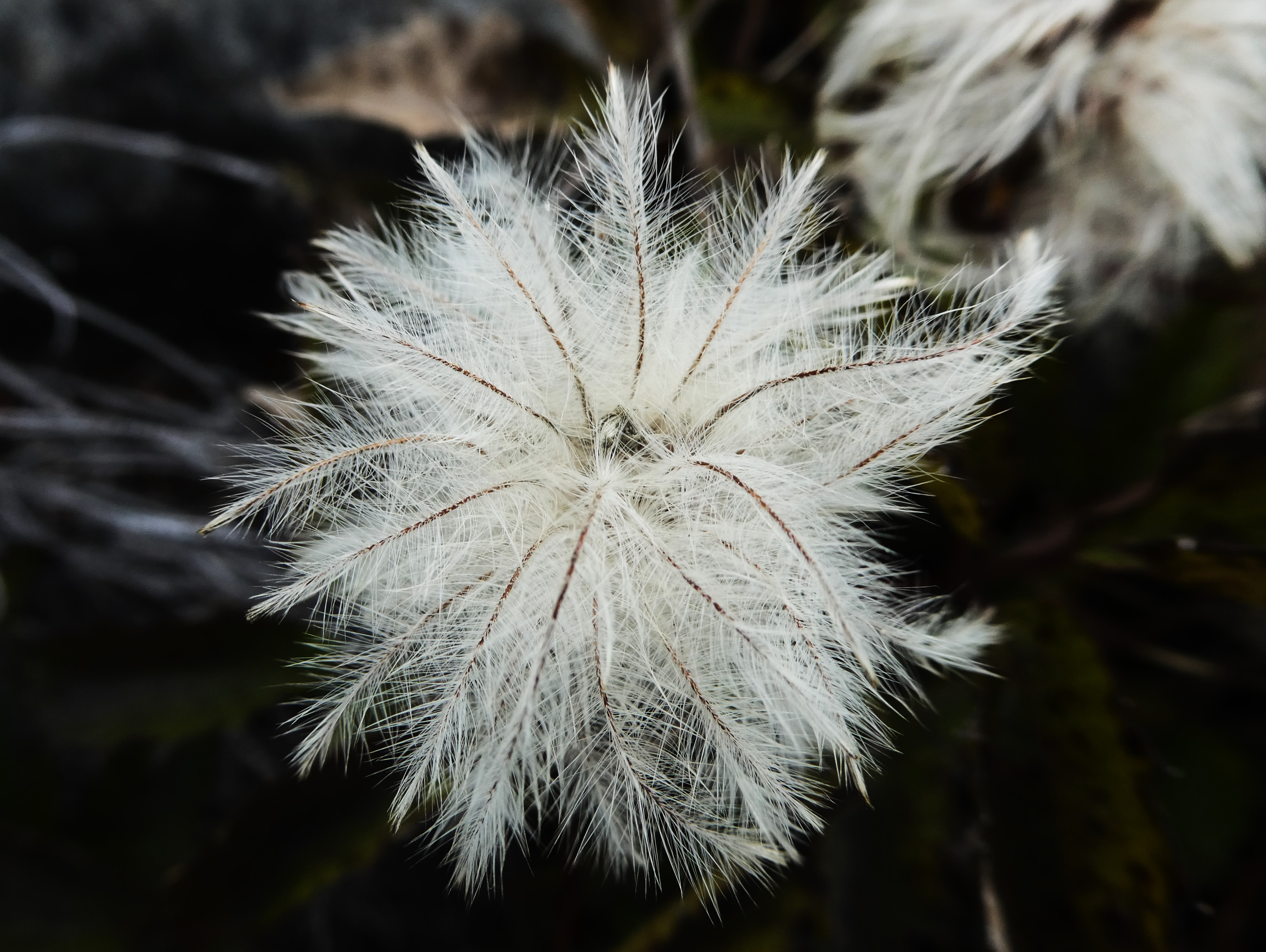 Clematis mauritiana.JPG