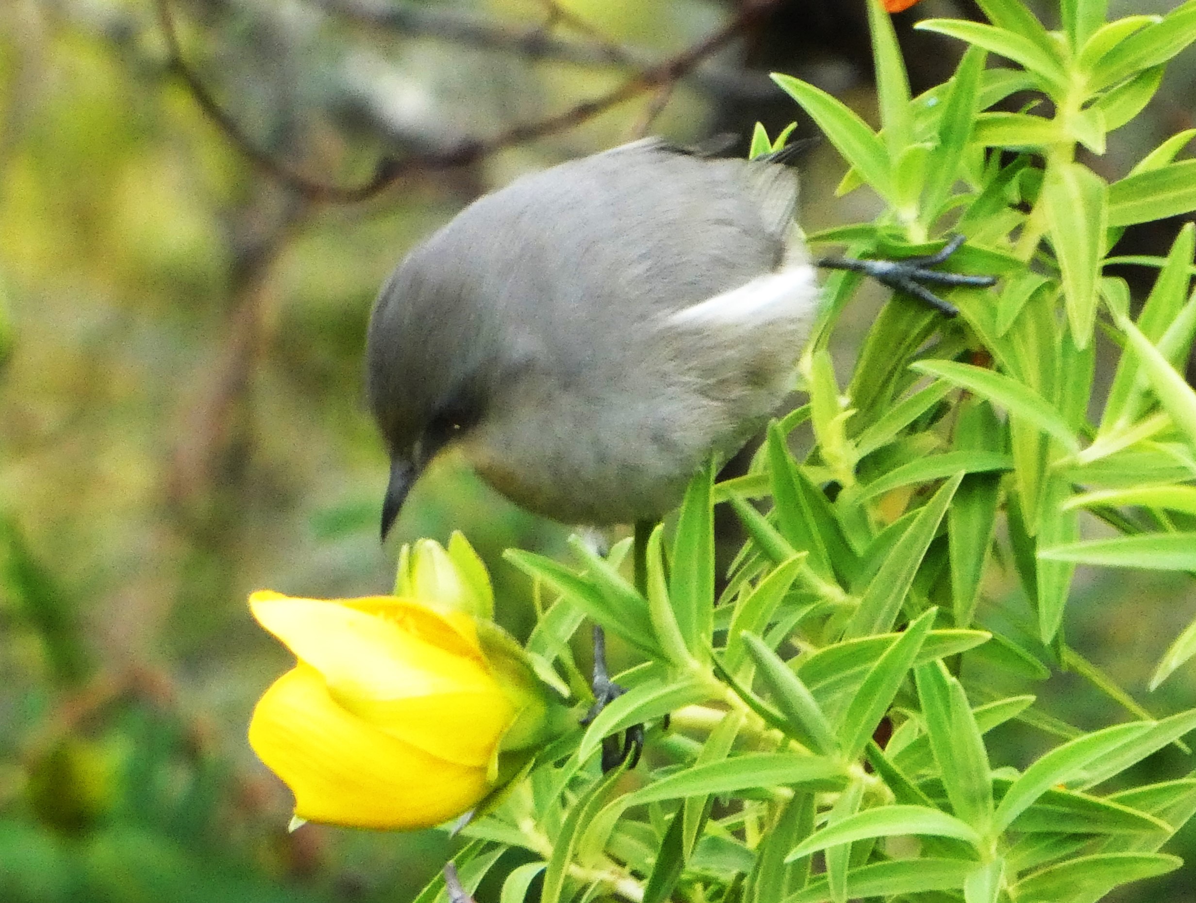 oiseau blanc (3).JPG