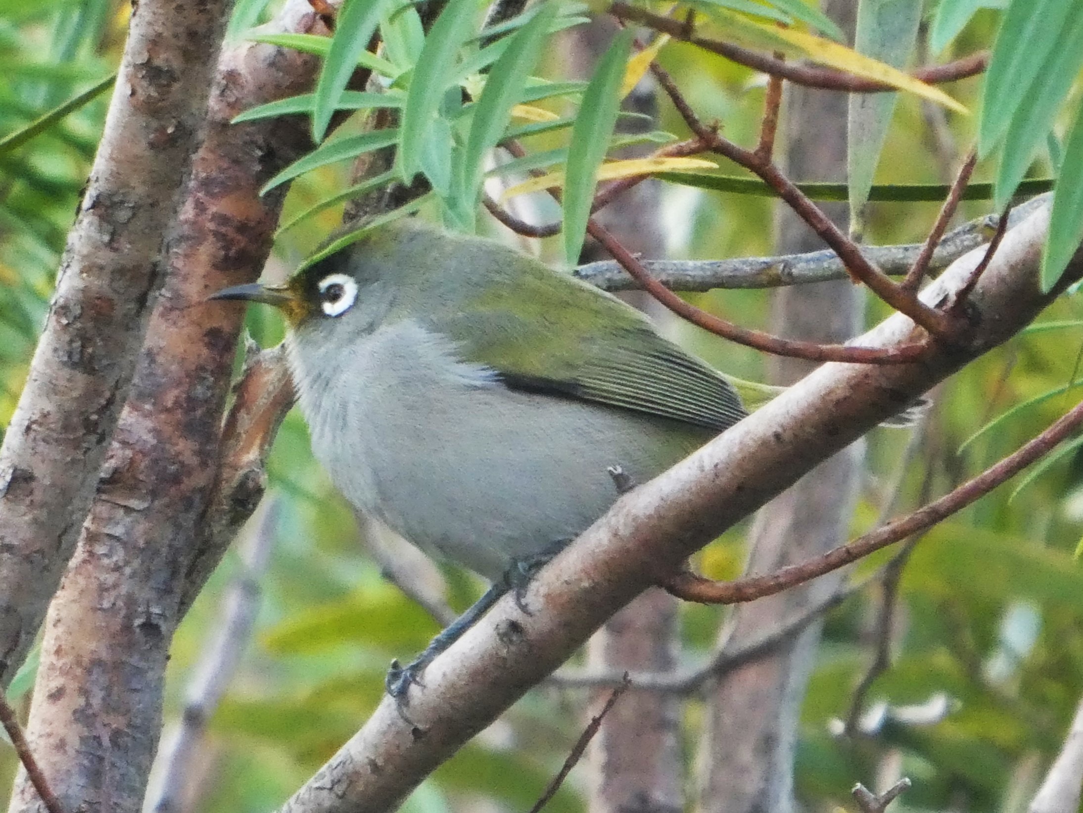 oiseau vert (2).JPG