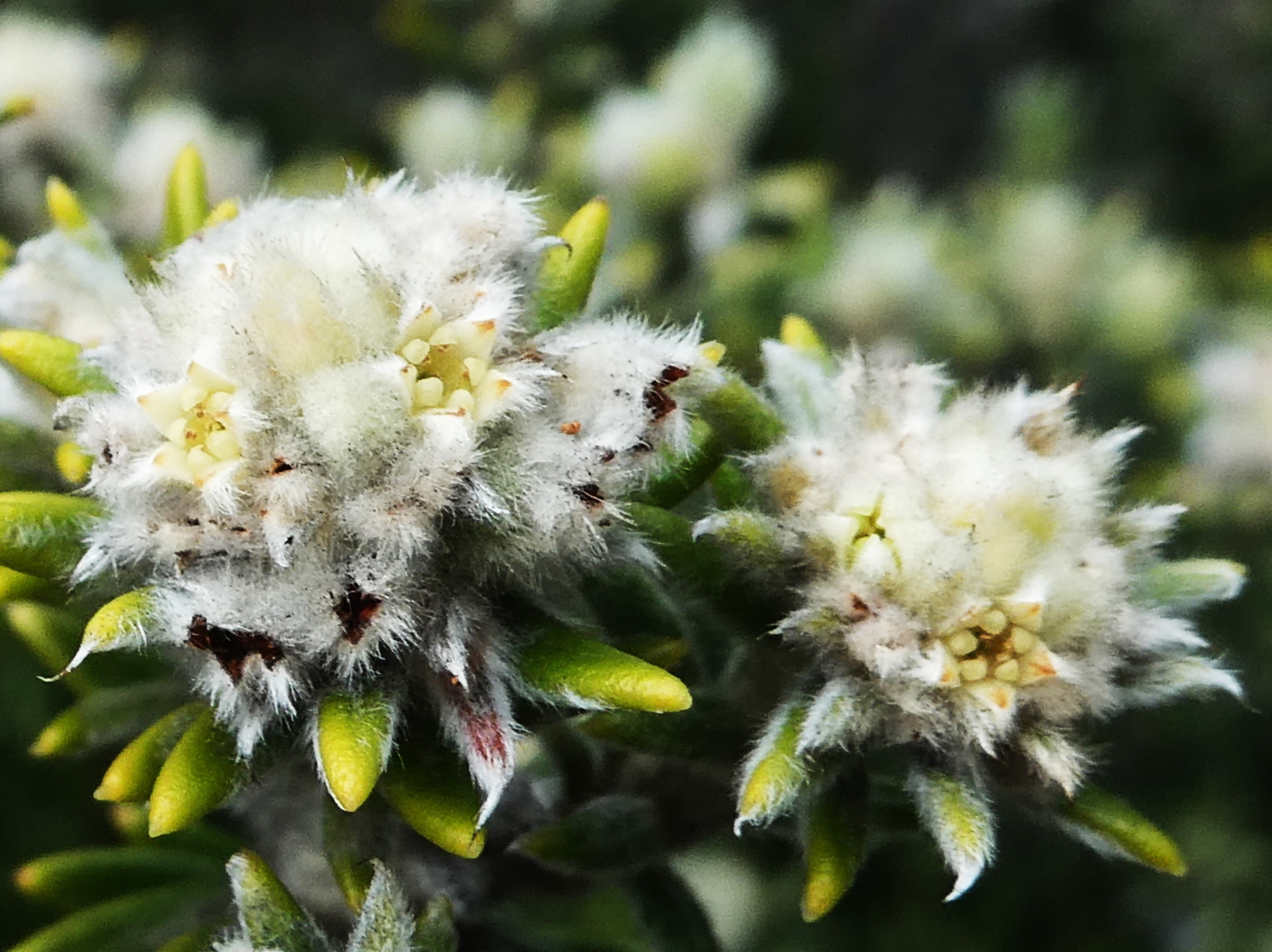 Phylica nitida.JPG