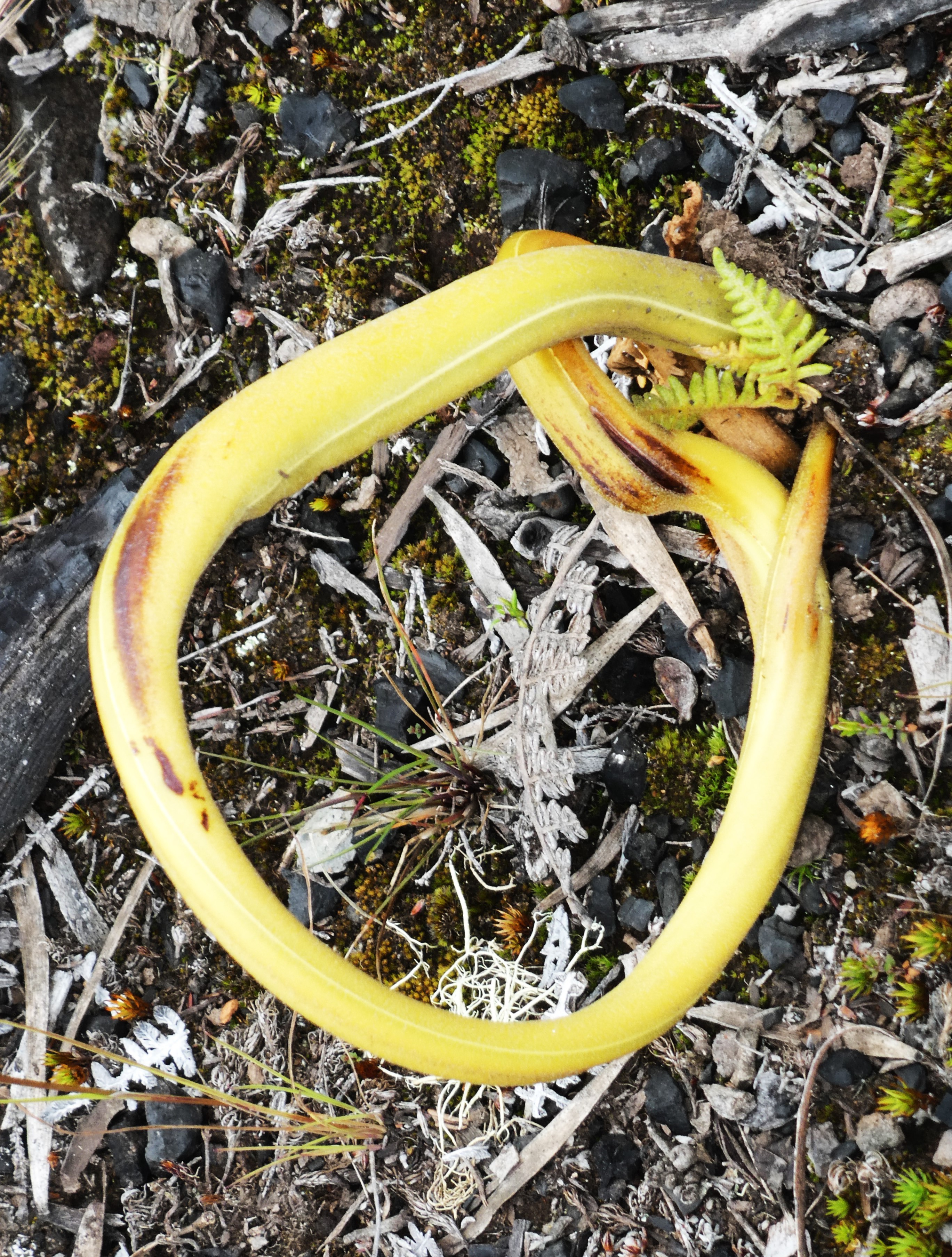 Pteris aquilinum qui a perdu la tête.JPG