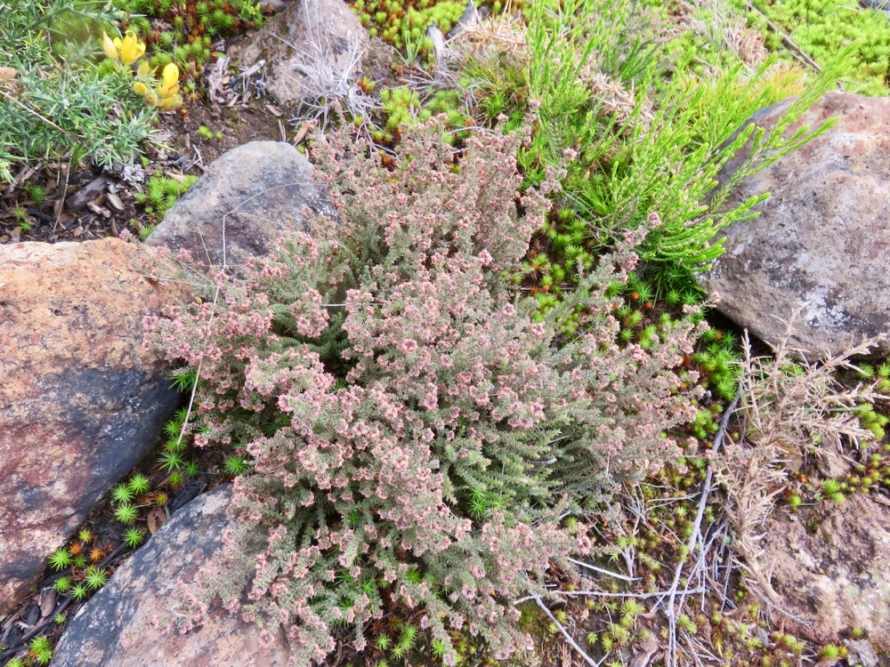 1. Erica galioides - Thym marron - ERICACEE Endémique.jpeg