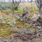 3. Traces de l'incendie 2020 et colonie de Laphangium luteoalbum -  Immortelle des marais - Asteraceae.jpeg