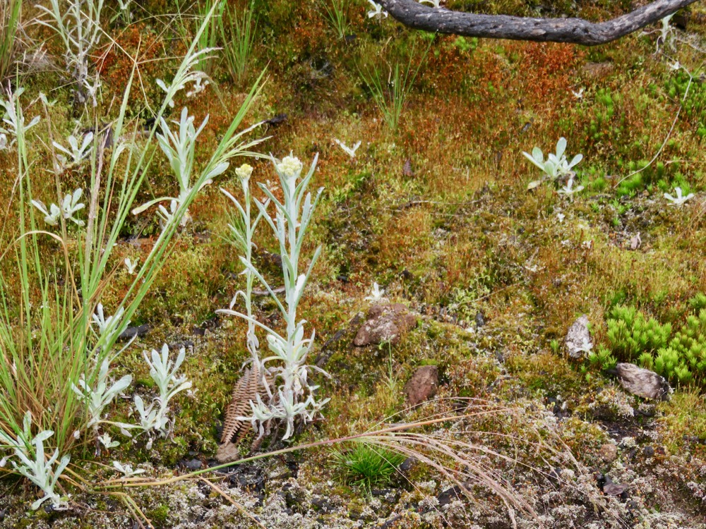 4. Laphangium luteoalbum -  Immortelle des marais - Asteraceae.jpeg