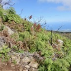 9. Hampes rouges de Rumex abyssinicus Grande oseille.jpeg.jpeg